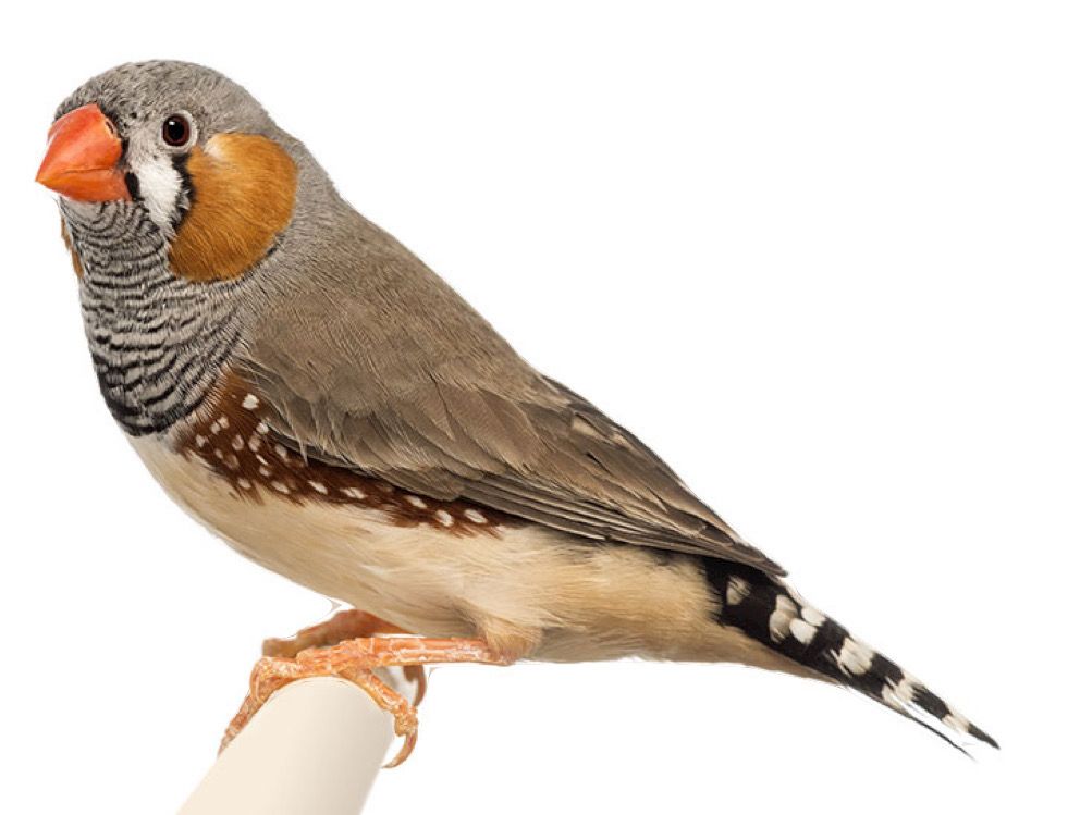 Zebra Finch