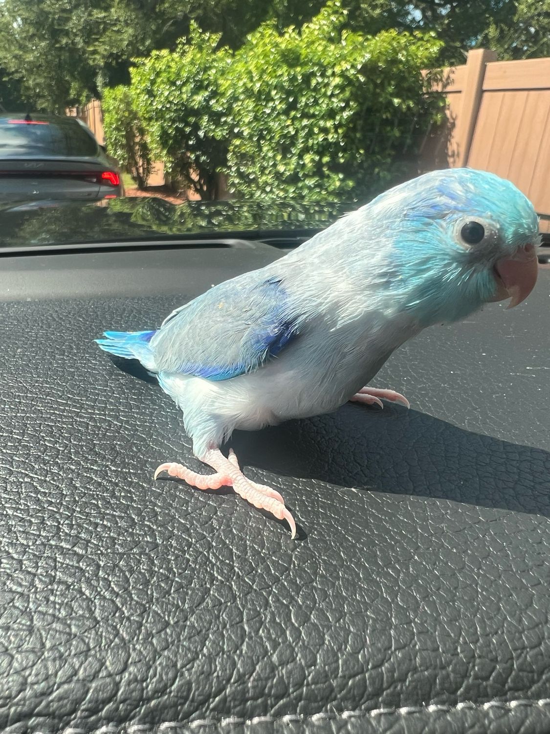 Parrotlet Baby Blue