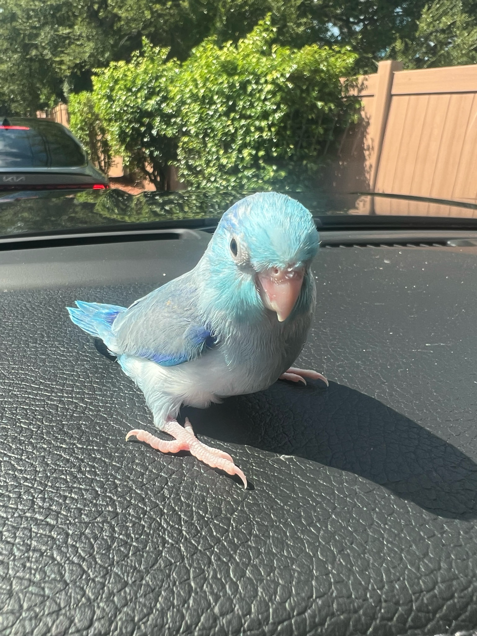 Parrotlet Baby Blue