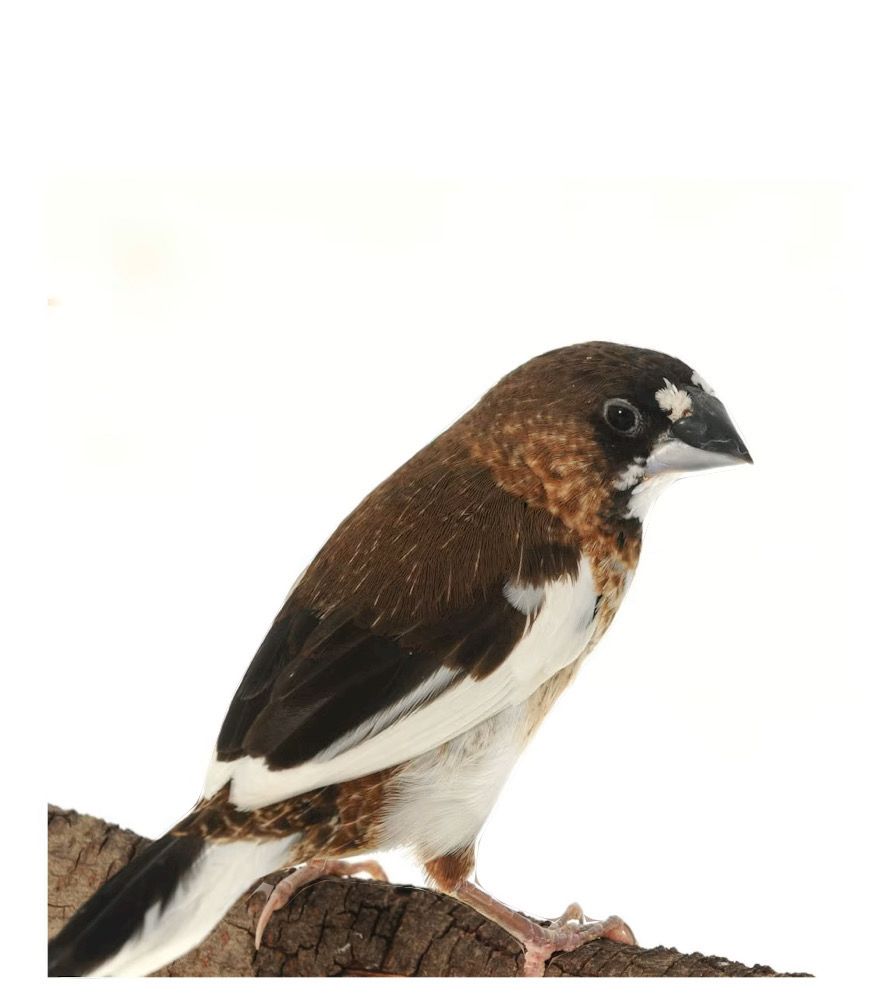 Society Finch