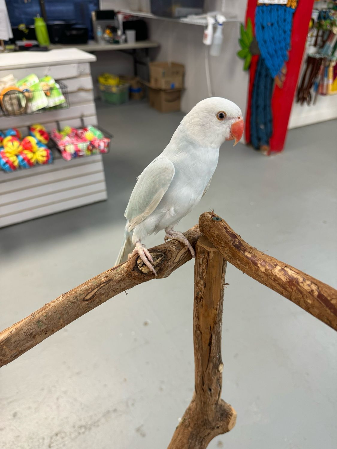 Indian Ringneck (light blue)