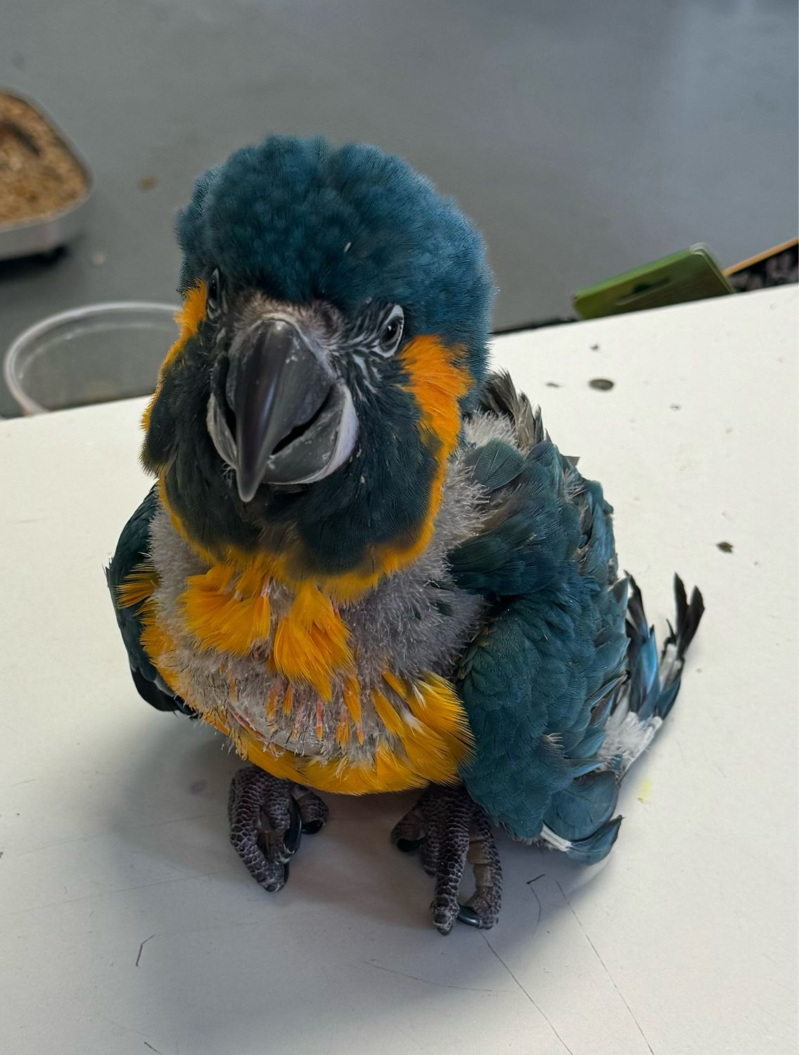Blue Throat Macaw - Redeeming Bird Tip For Blue-Throated Cages