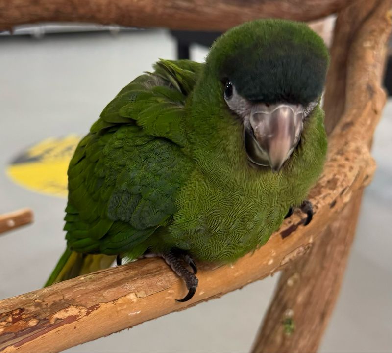 Photo inspiration: Gallery Detail: Exotic Birds Store Greater Miami Area
