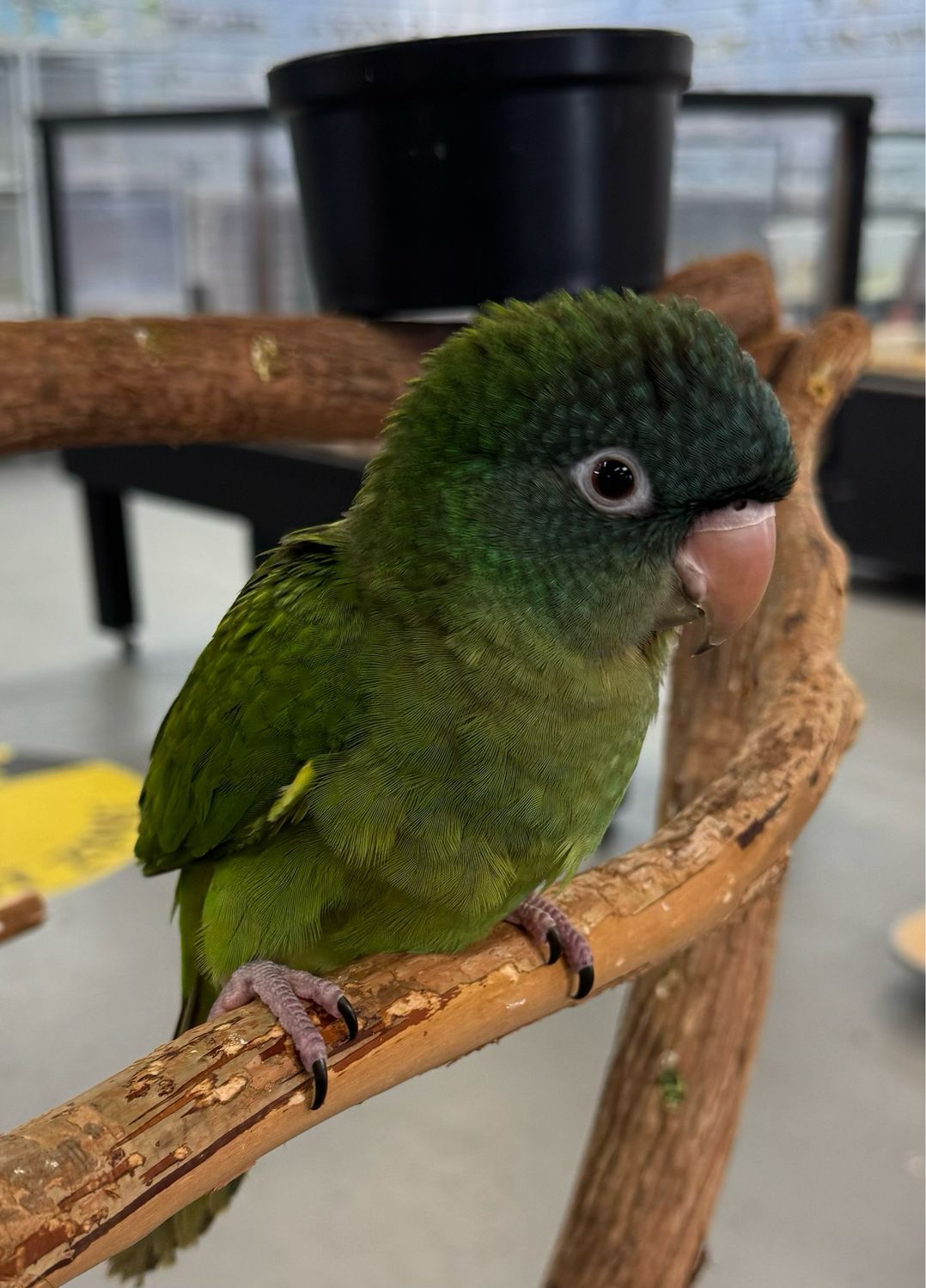 Blue Crown Conure Baby