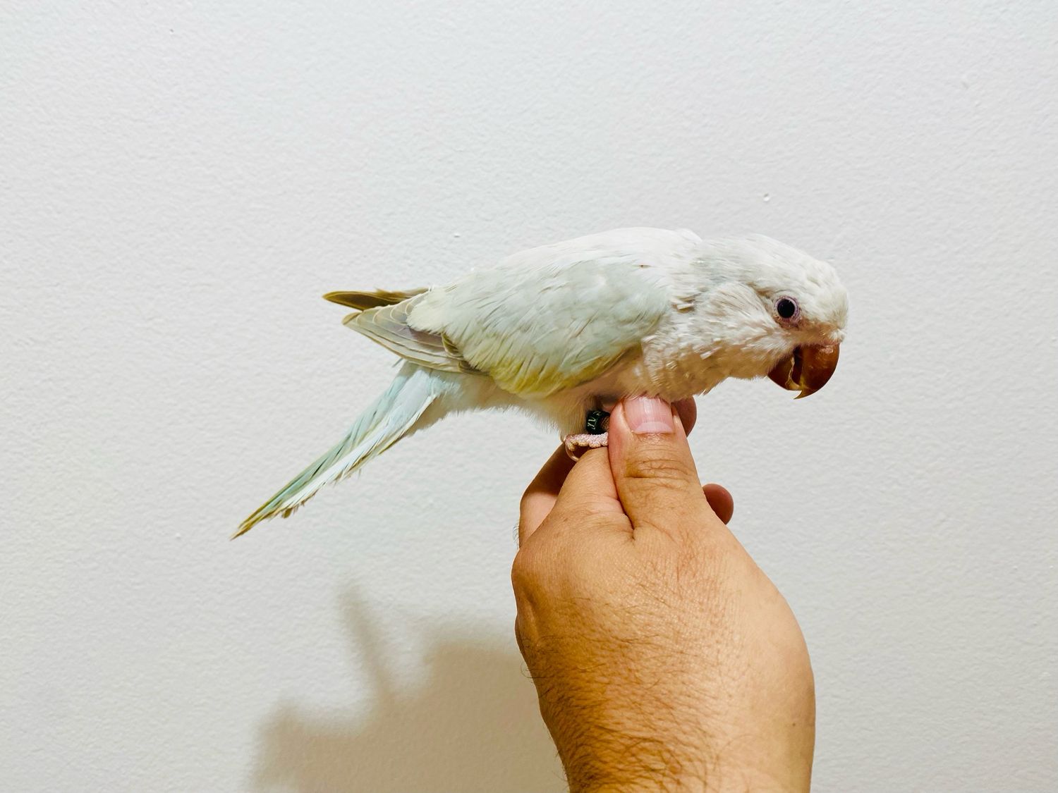 Quaker Light Blue Mutation
