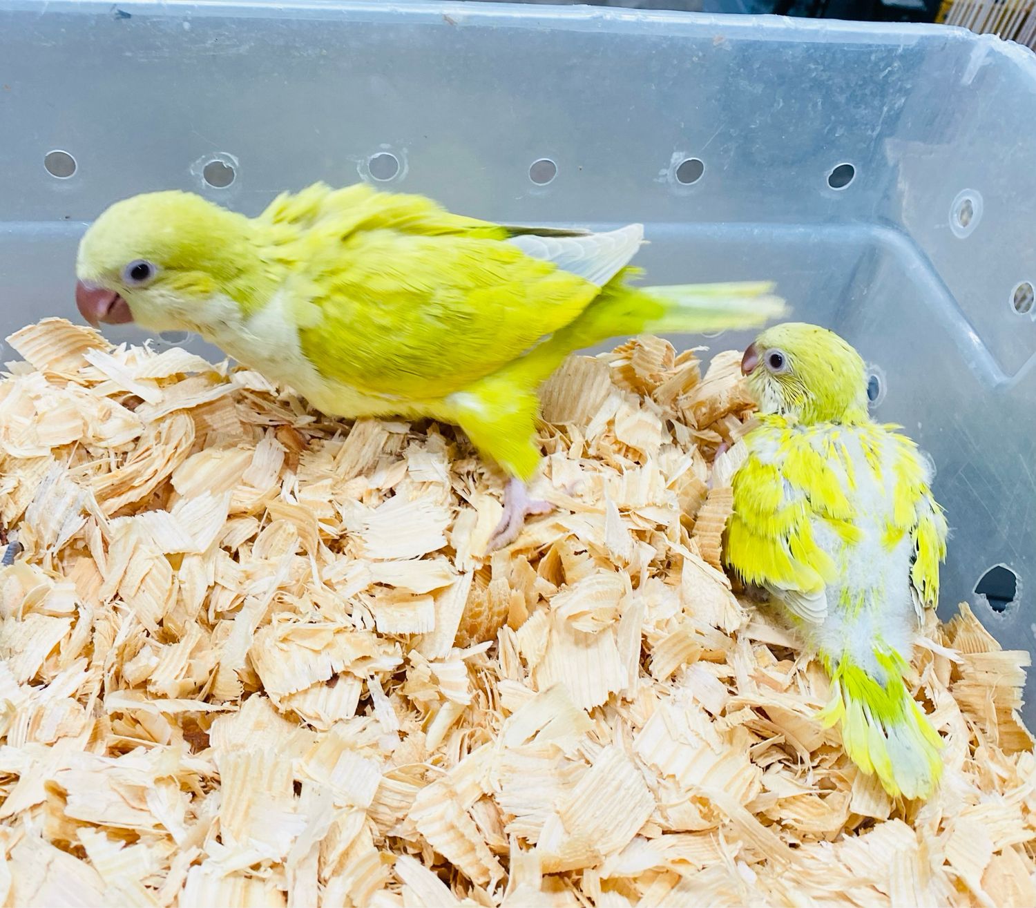 Quakers Yellow Mutation