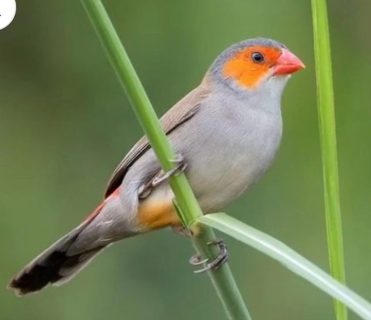Orange Cheek Waxbill