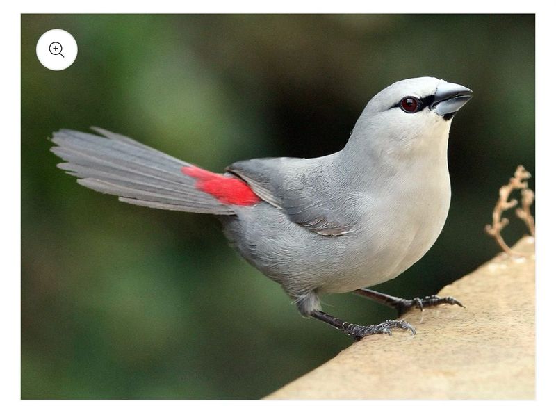 Grey Waxbill