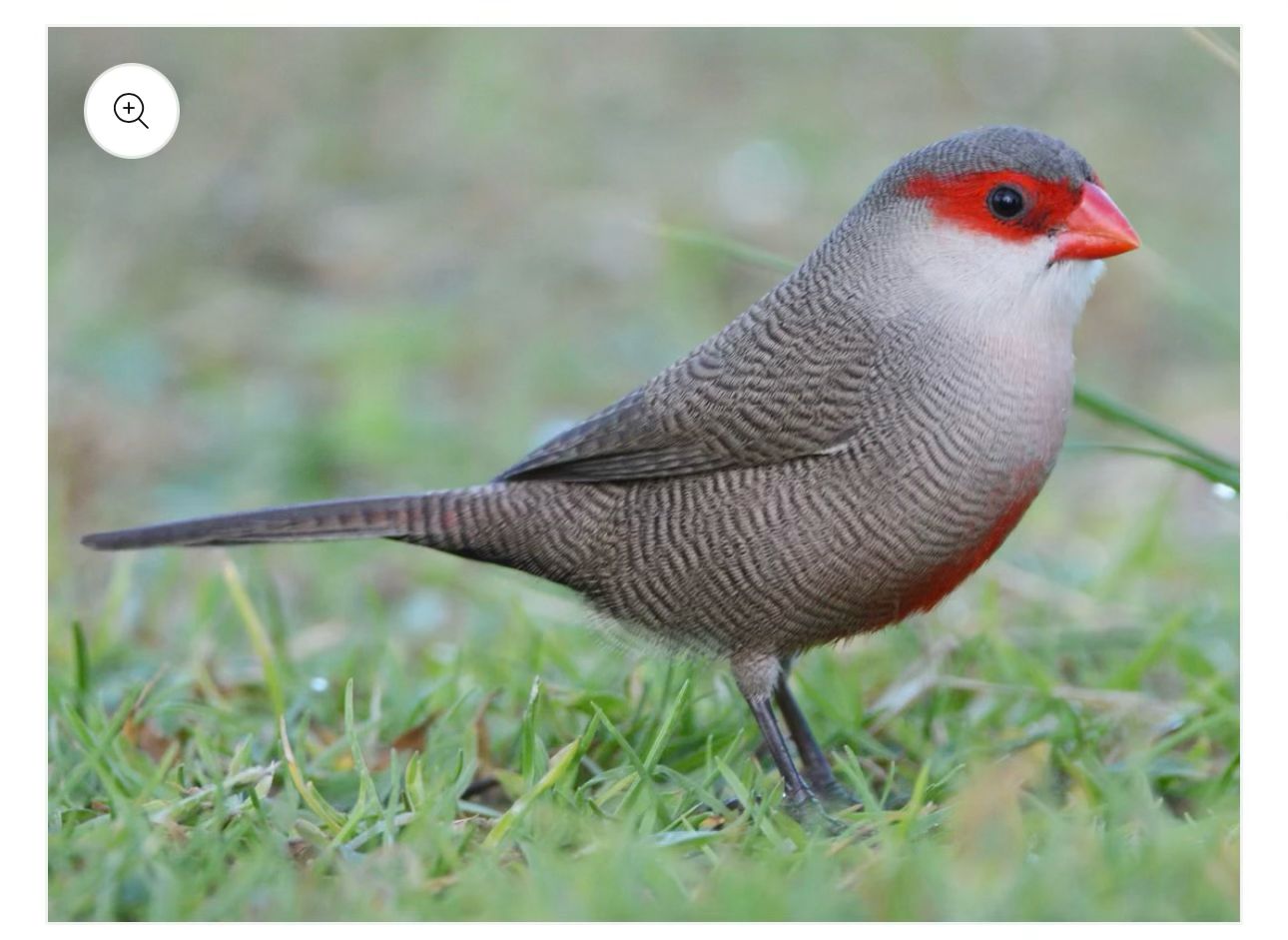 St. Helena Waxbill