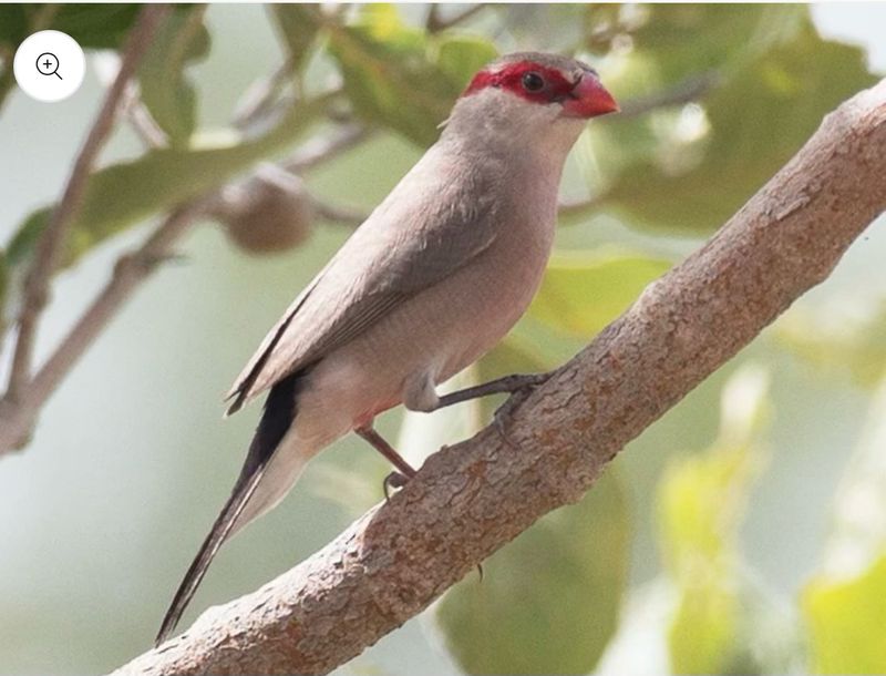 Black Rumped Waxbill