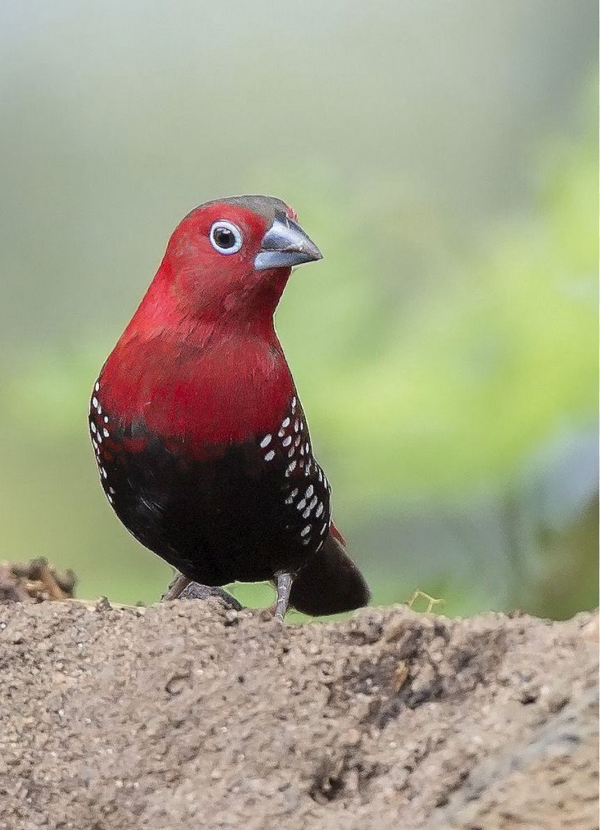 Peters twinspots