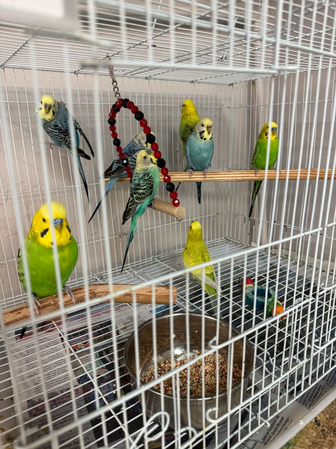 Black Winged Budgie Mutation