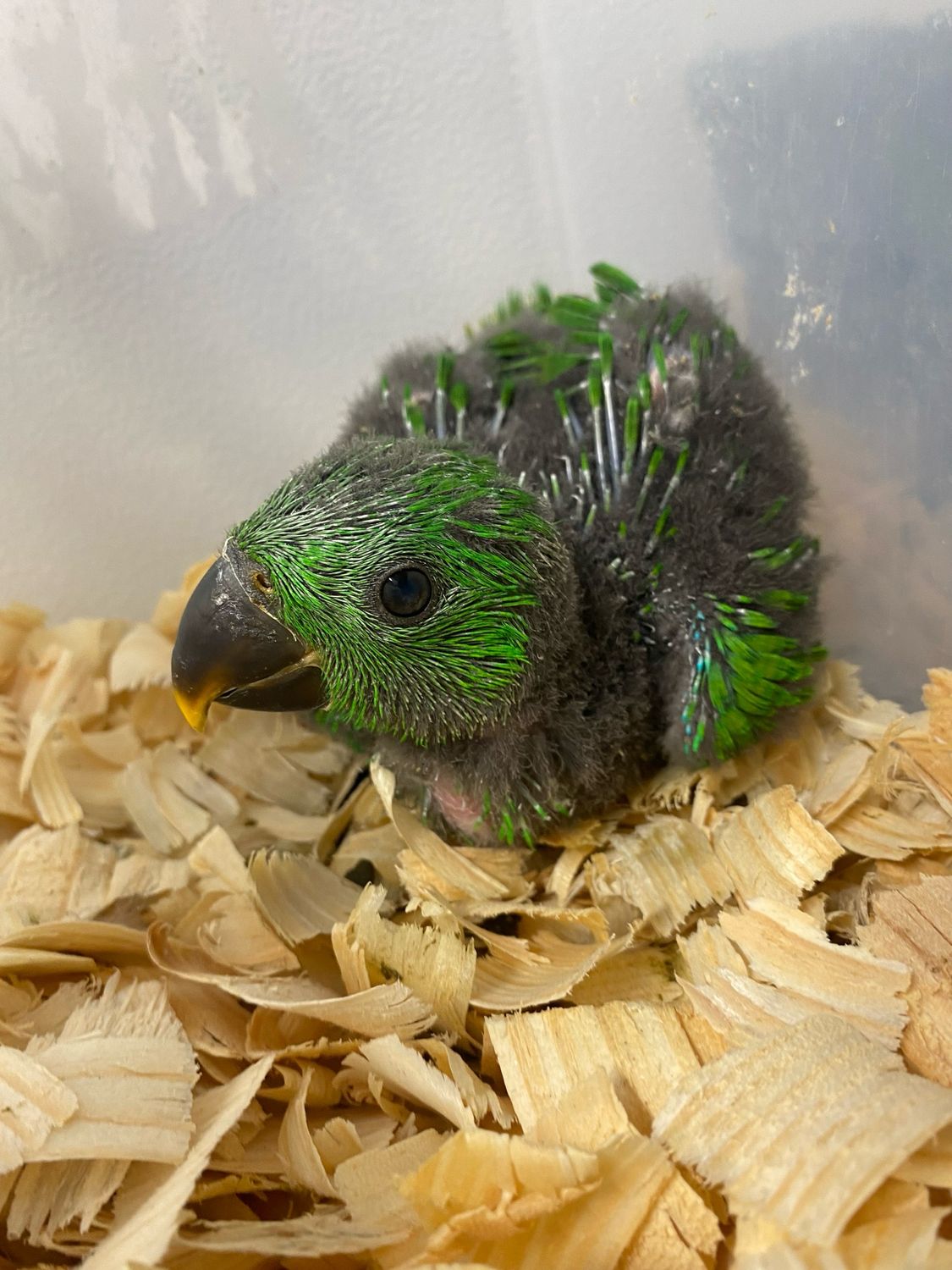 Eclectus Male Solomon Island