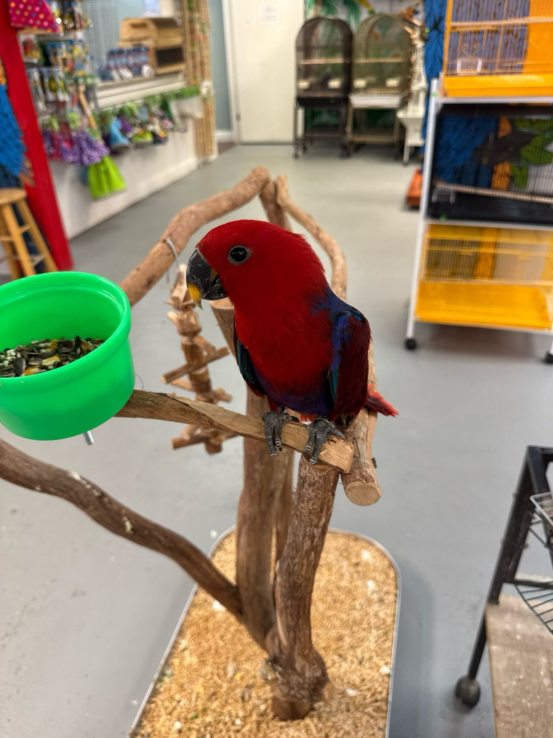 Eclectus Female