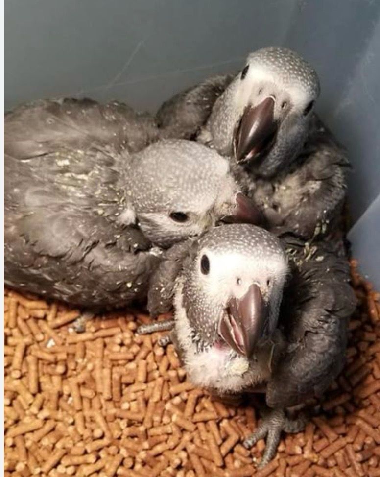 African Grey Timneh