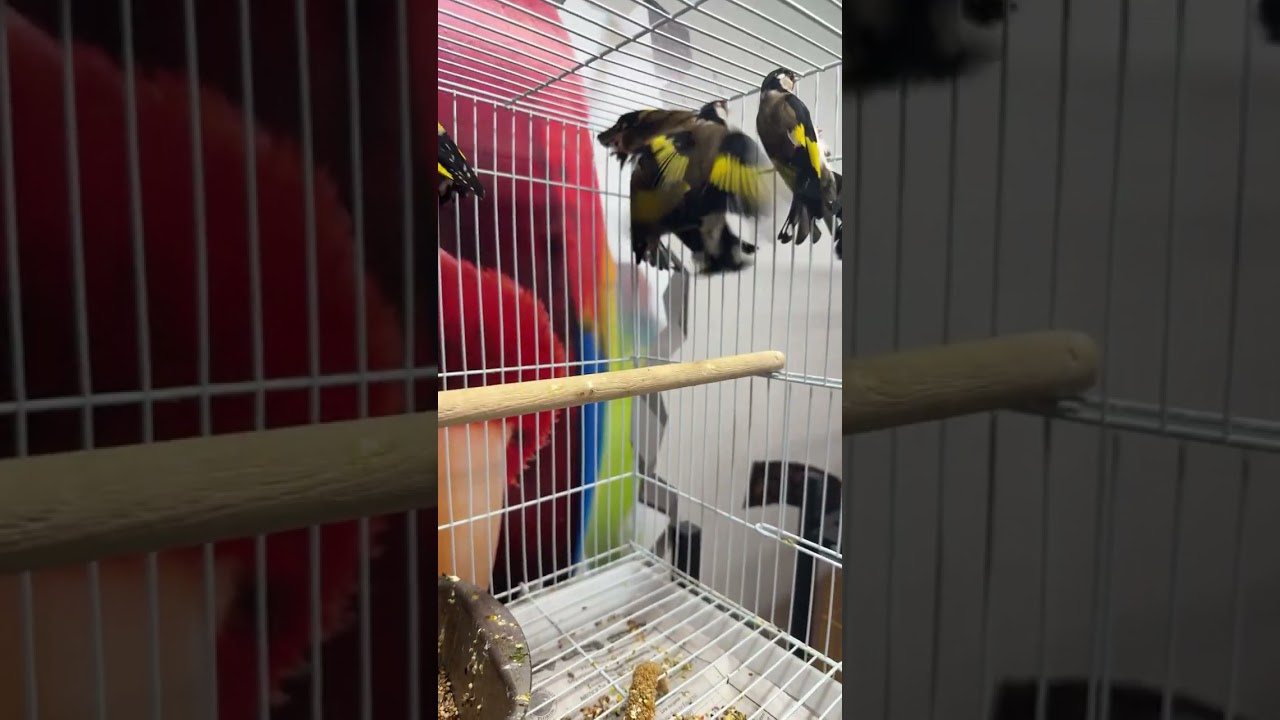 European Gold Finch