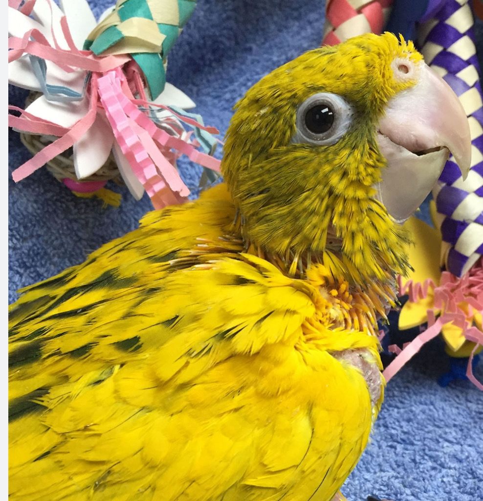 Queen of Bavaria -Golden Conure