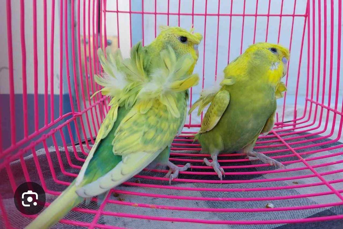 Helicopter Budgies Hagoromo