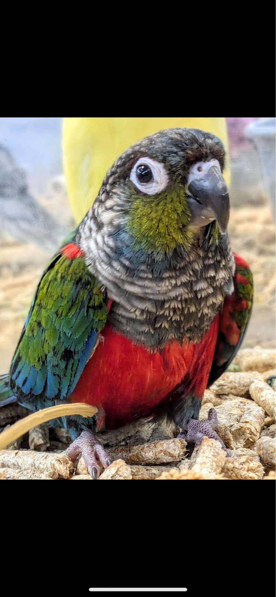 Crimson Bellied Conure