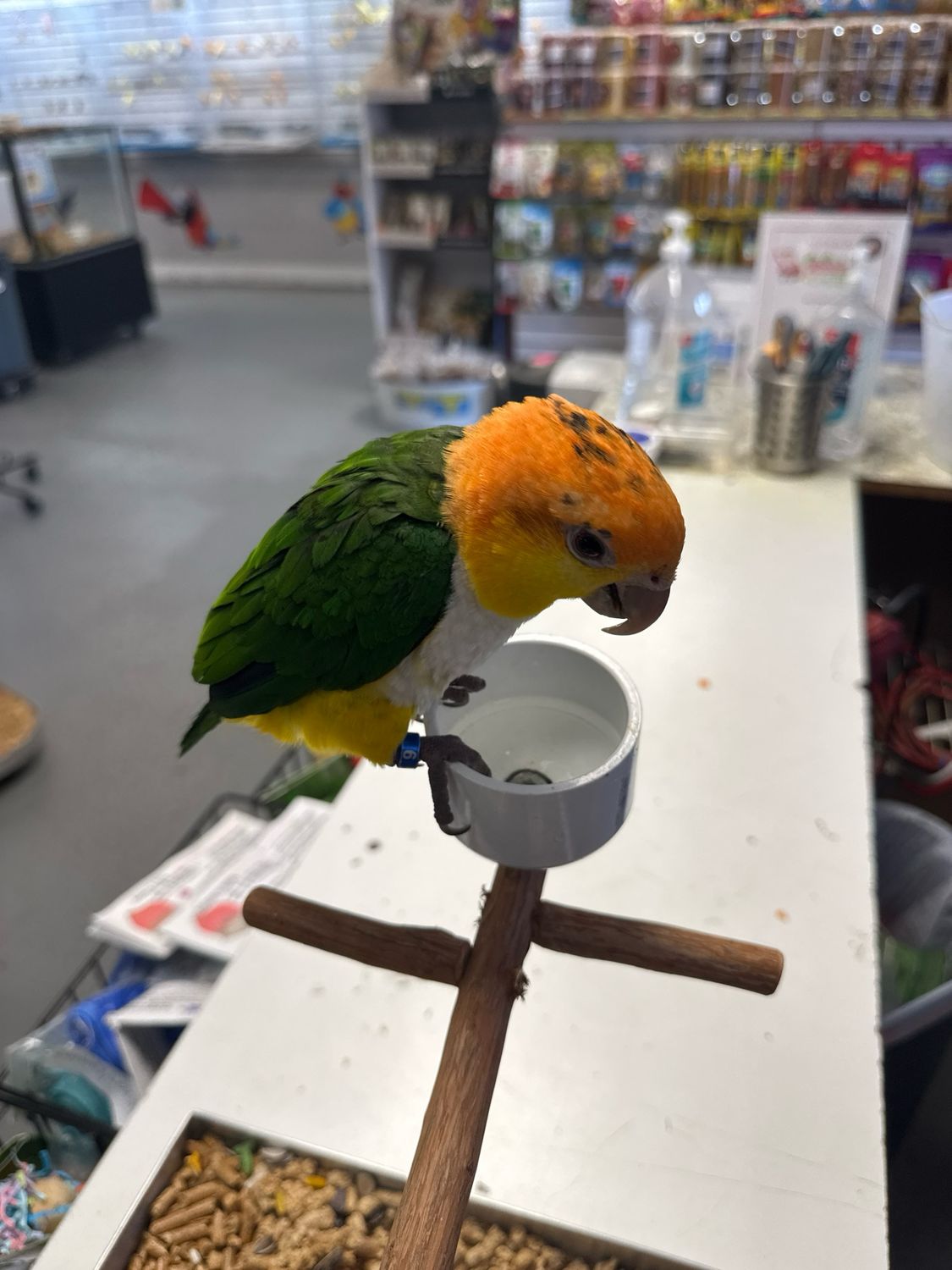 White Belly Caique