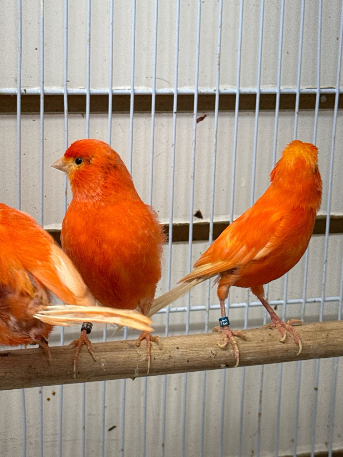 Red Factor Canary