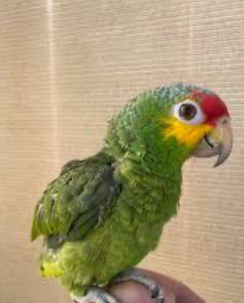 Red lored Amazon Baby