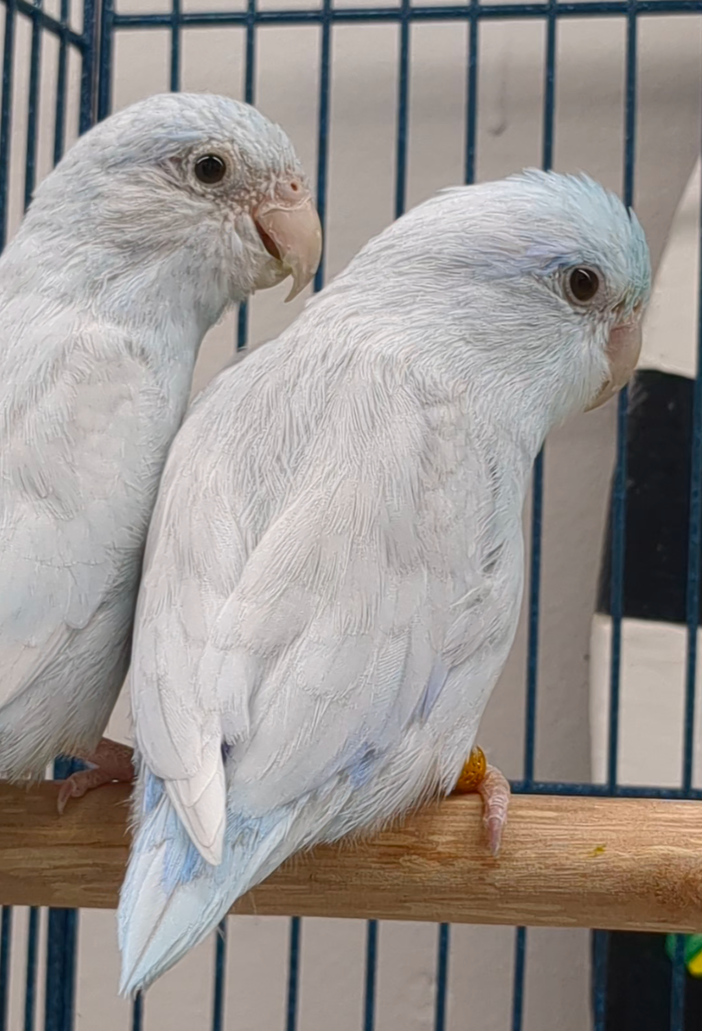 Parrotlet Pairs Young