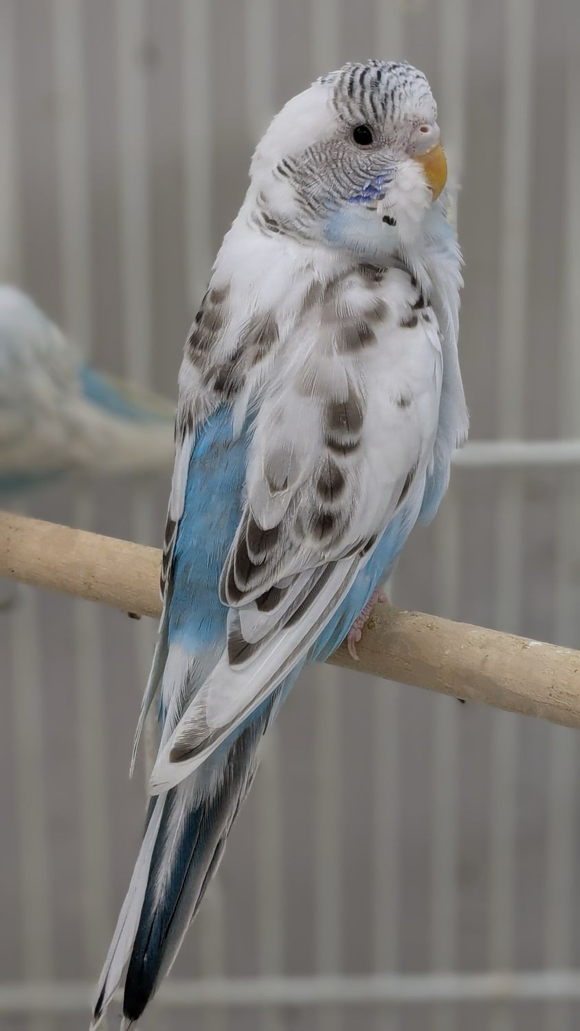 Parakeet