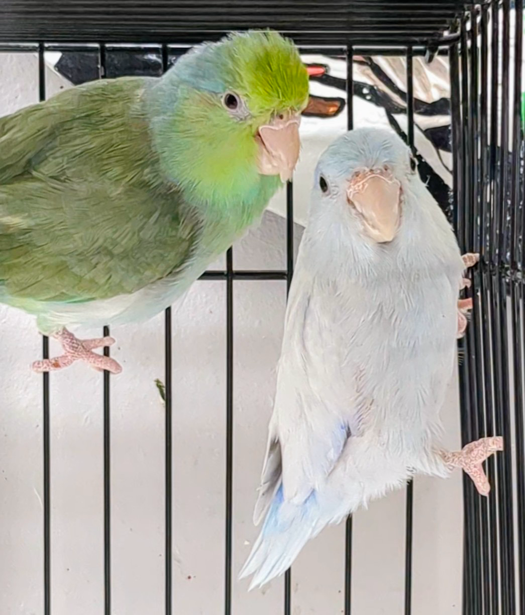 Parrotlet Pairs Young