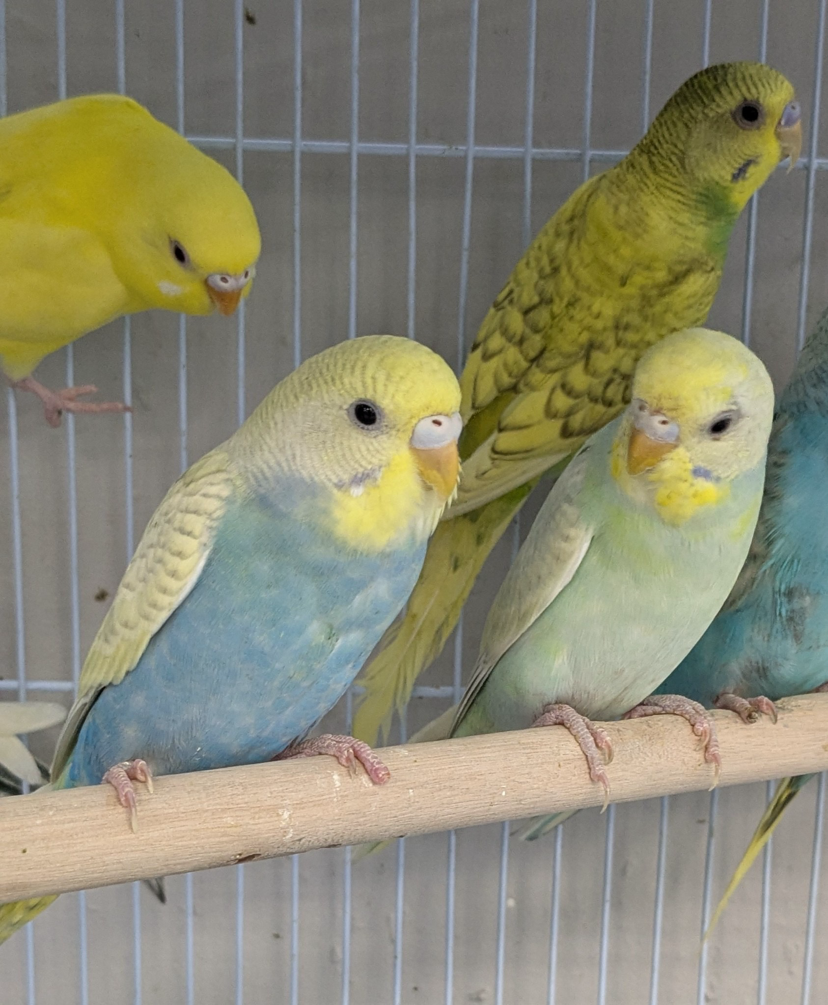 Parakeet