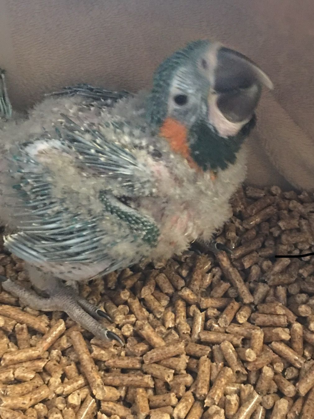 Macaw Blue throated Baby