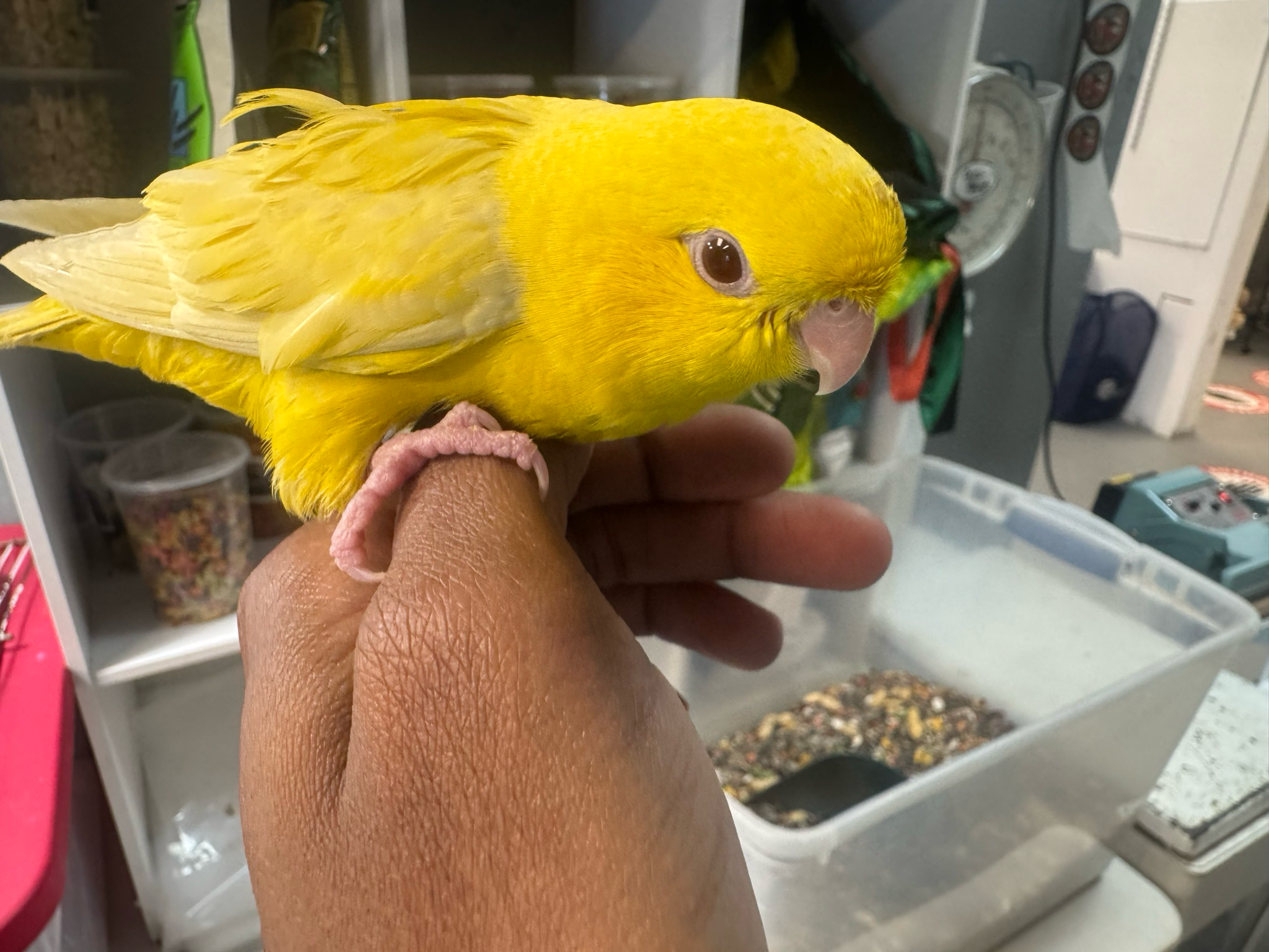 Lineolated (Linnie) Parakeet Yellow