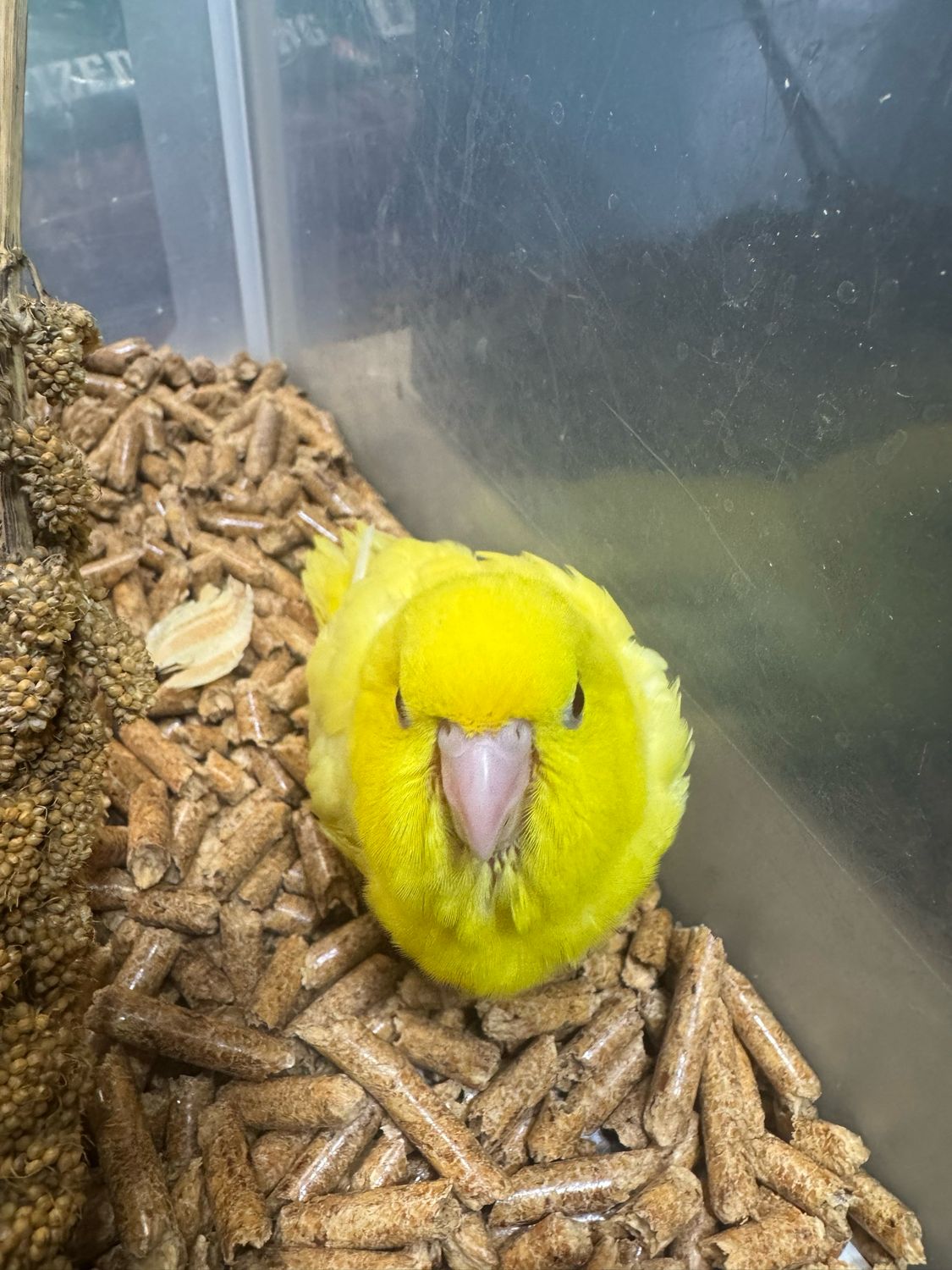 Lineolated (Linnie) Parakeet Babies