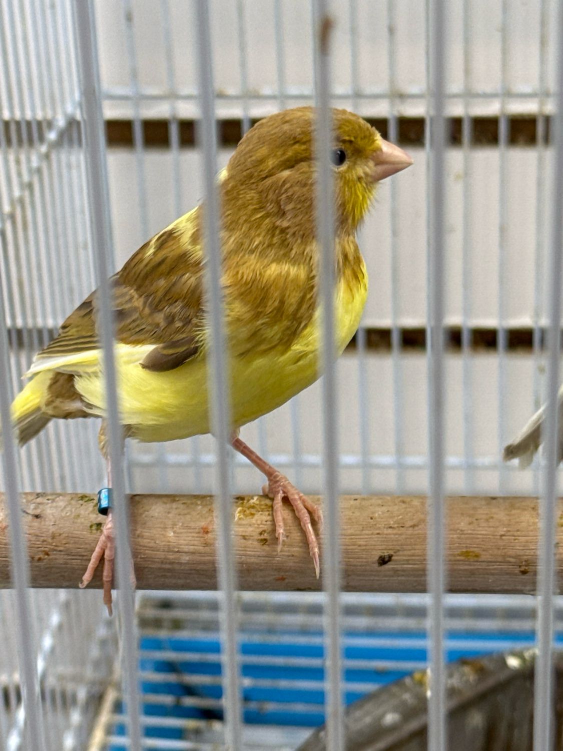 Canaries