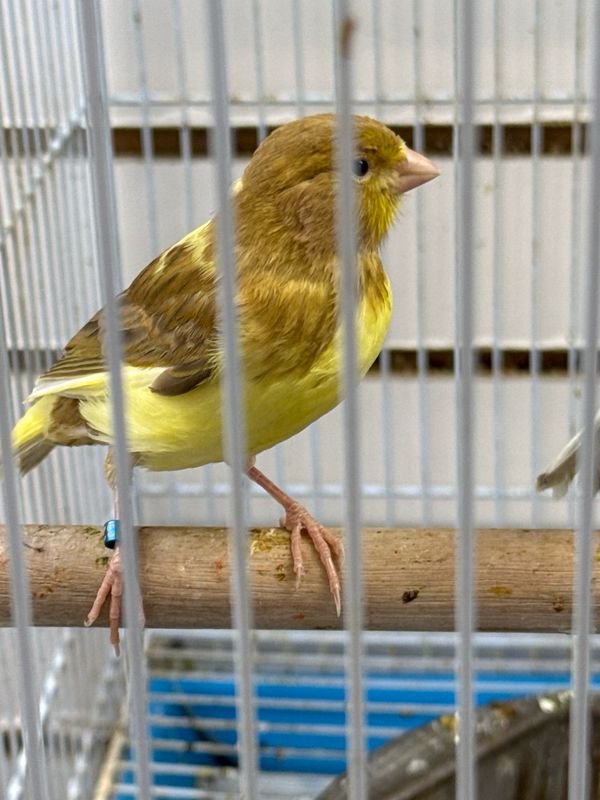 Canaries