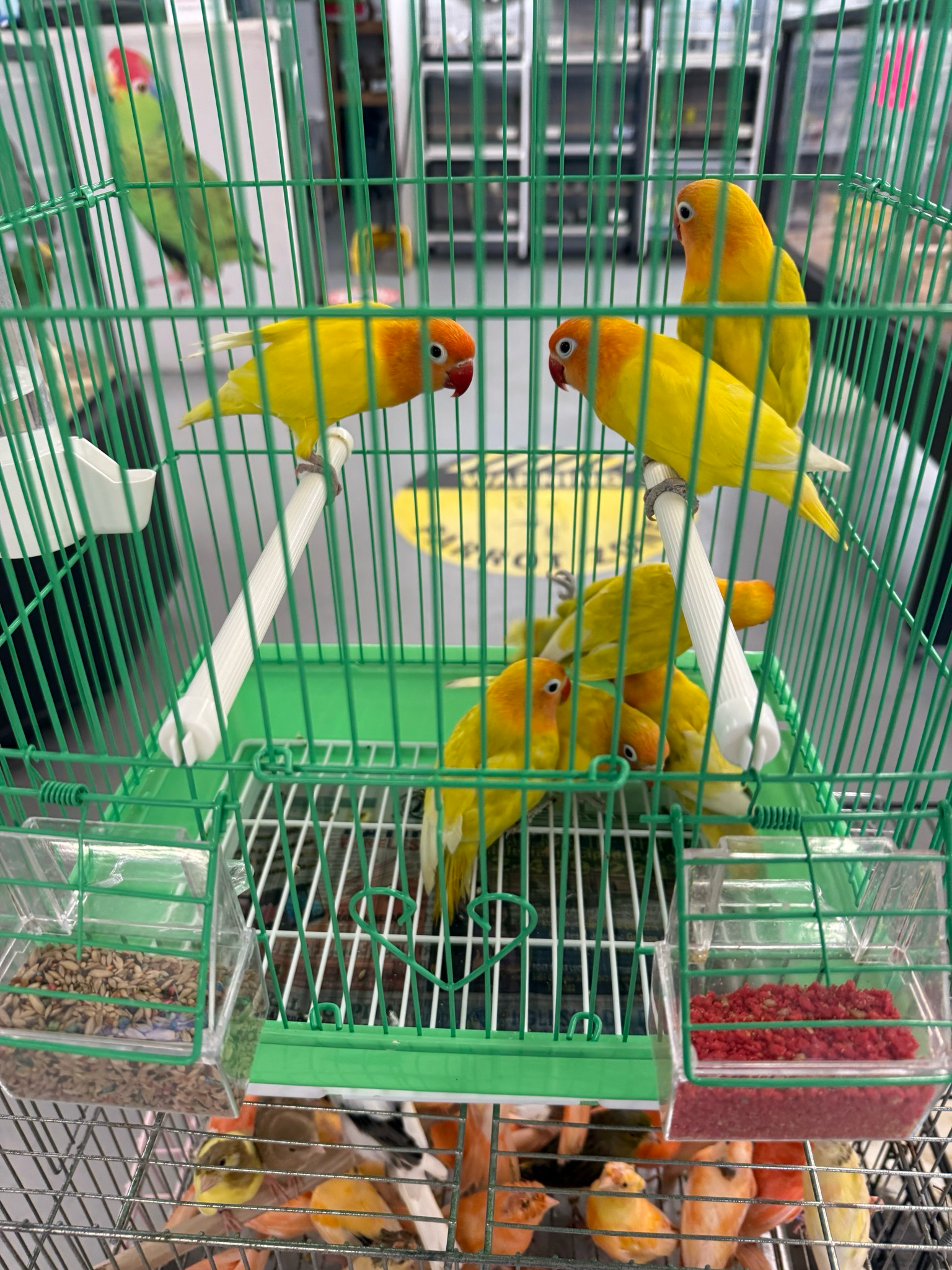 Lovebird Babies Yellow