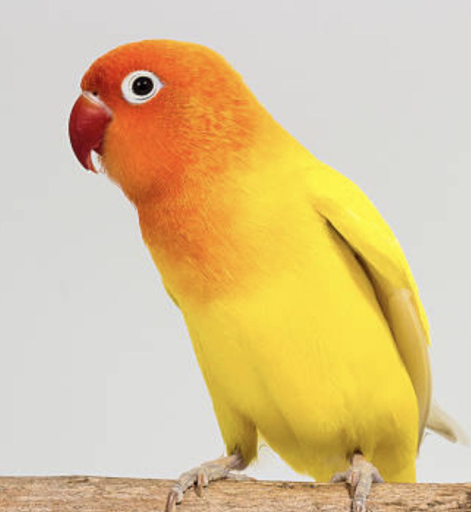 Lovebird Babies Yellow
