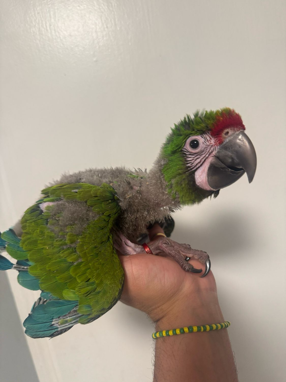 Macaws Hybrid Bufon/military