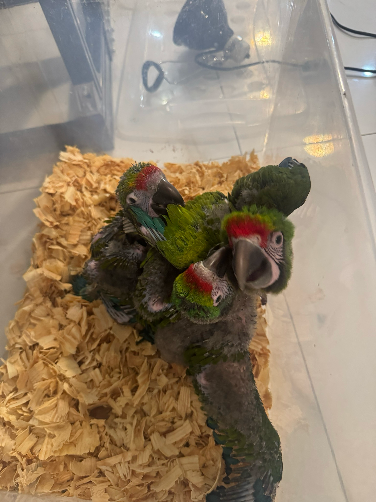 Macaws Hybrid Bufon/military