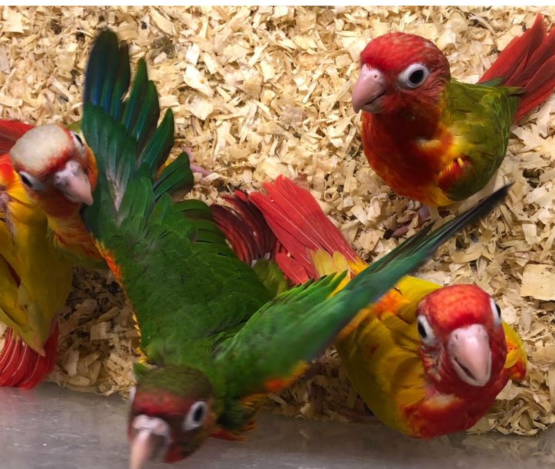 Green Cheek Conures
