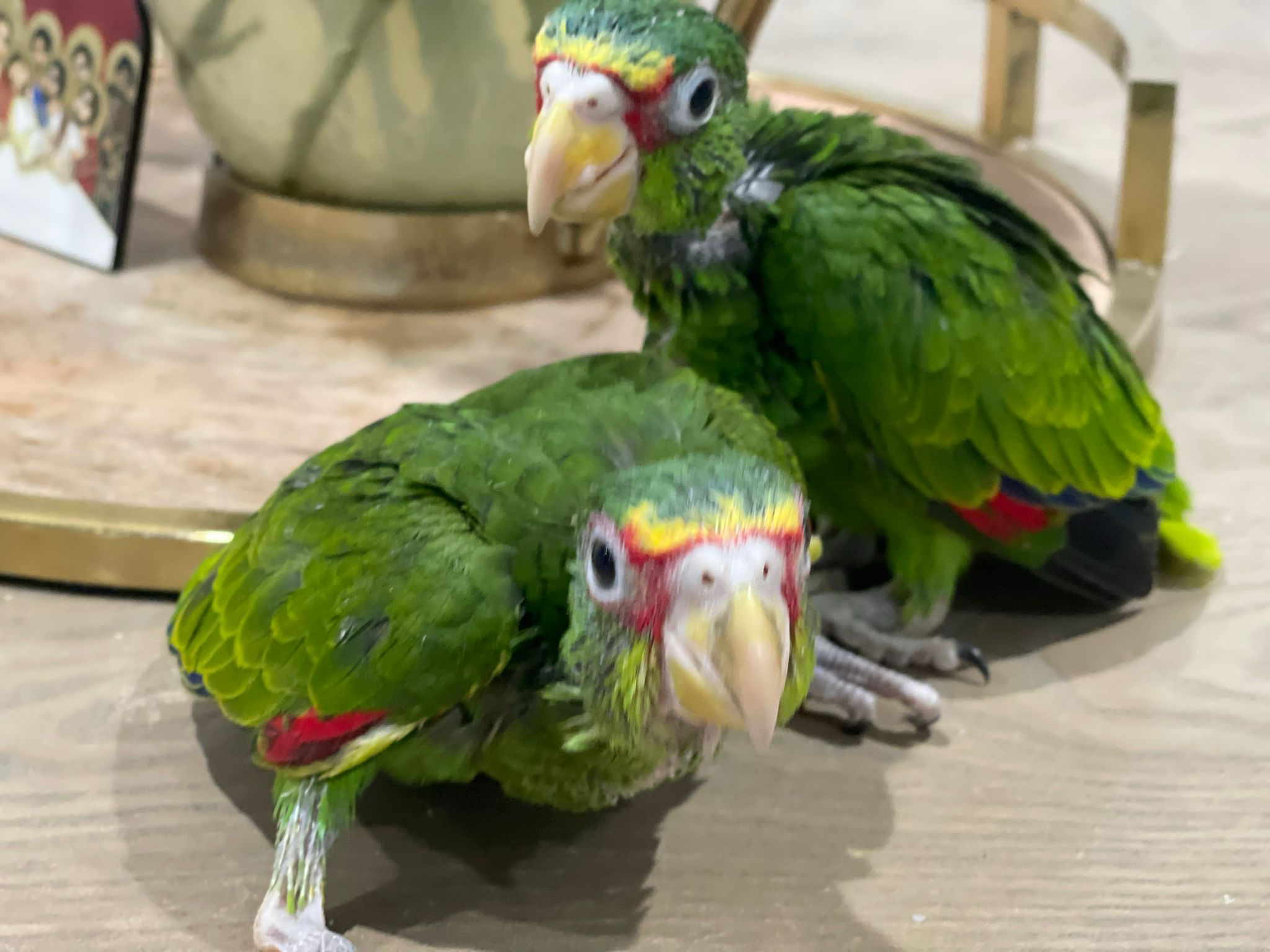 Amazon White Front babies