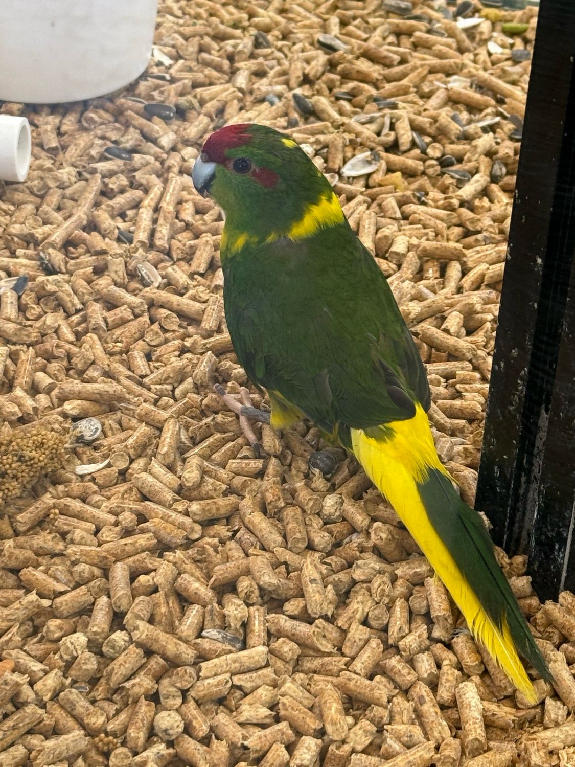 Kakriki