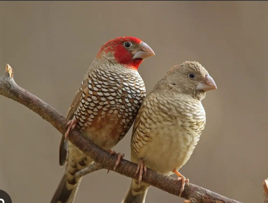 Red Head Finch
