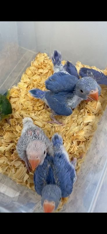 Indian Ring neck Violet