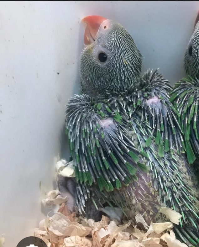 Indian Ring Neck Green