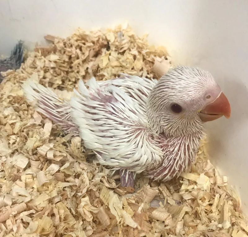 Indian Ring NecK White