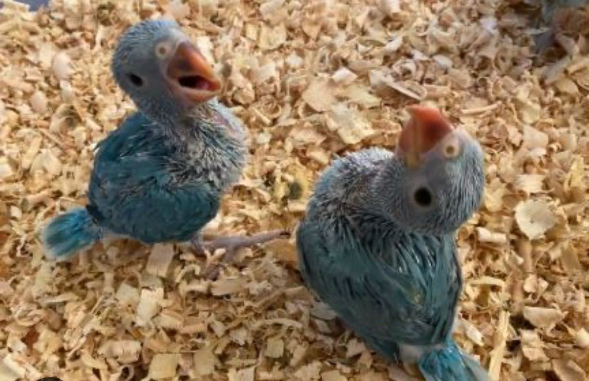 Indian Ring Neck Blue