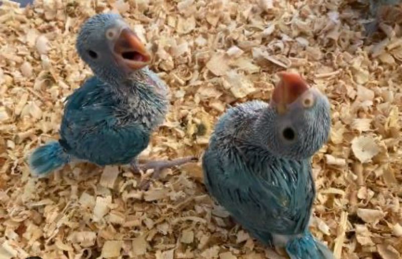 Indian Ring Neck Blue