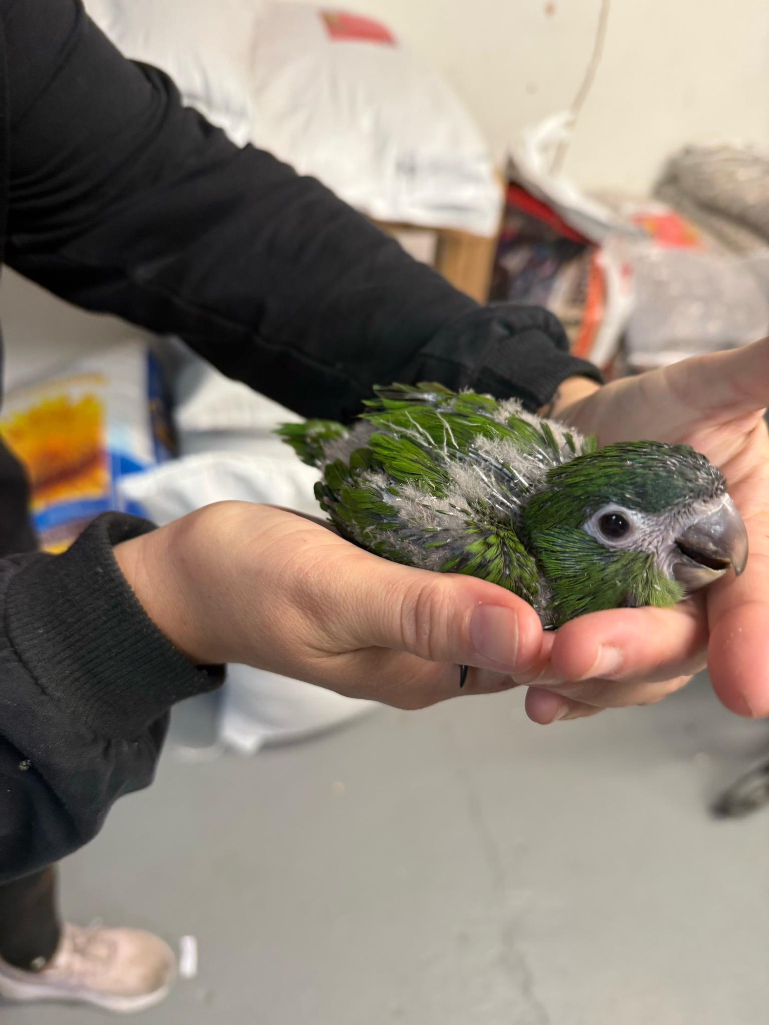 Hahns Macaw Baby
