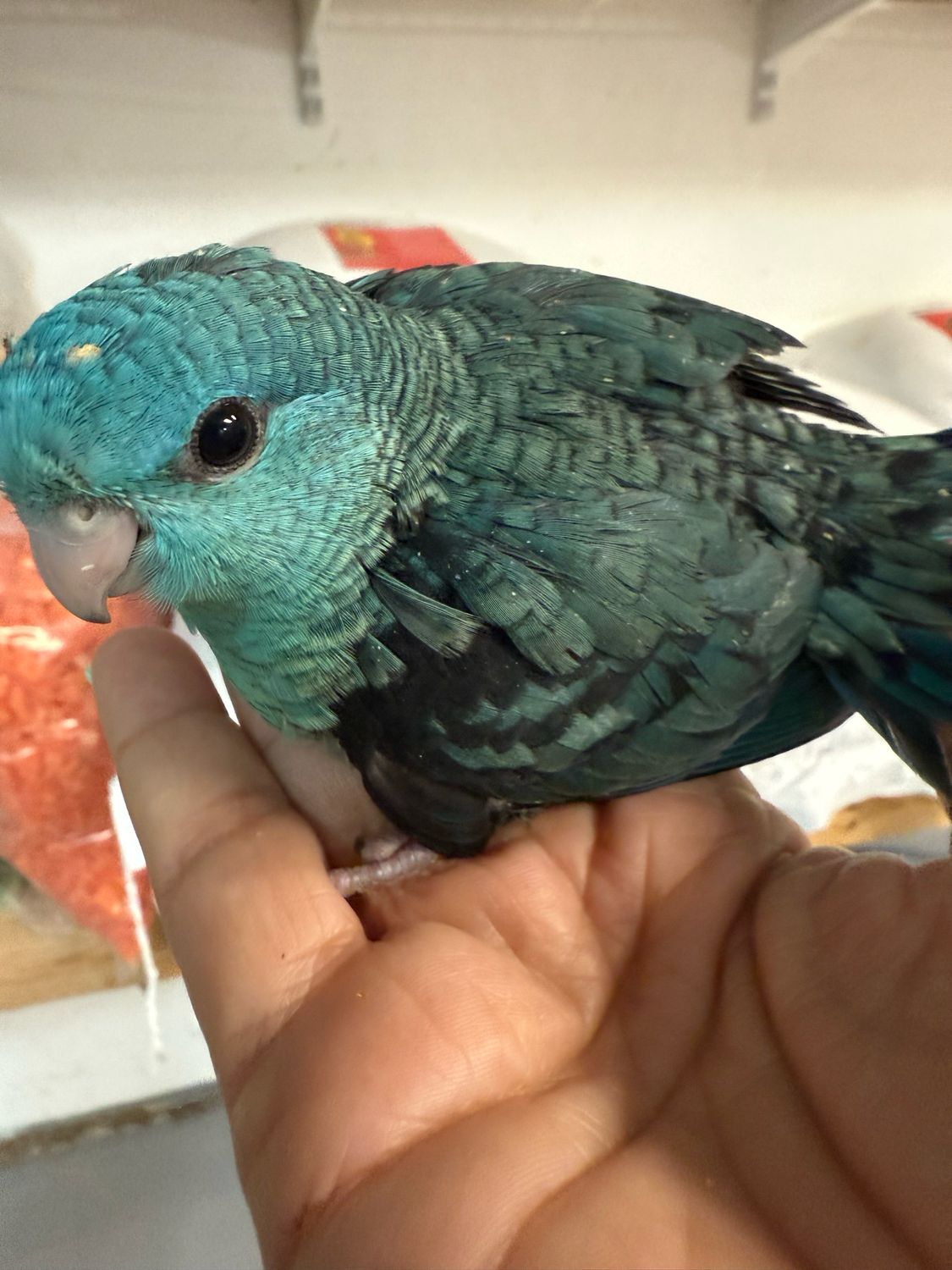 Lineolated (Linnie’s) Parakeet Blue